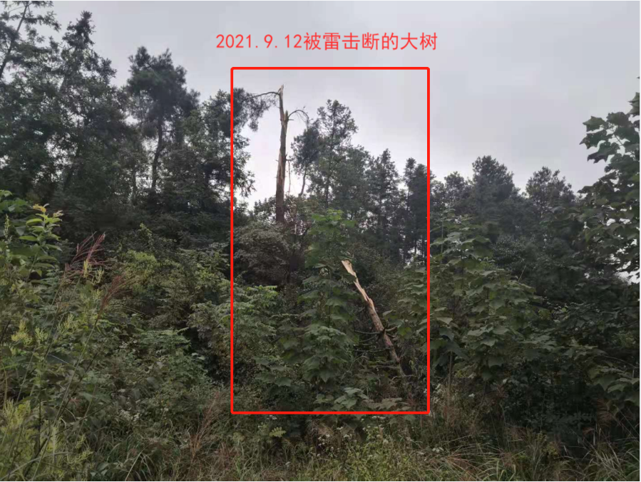 2021��9��12�չ����׵���ɵ��ֺ�